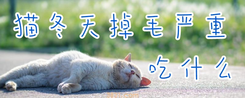 猫冬天掉毛严重吃什么(图1)