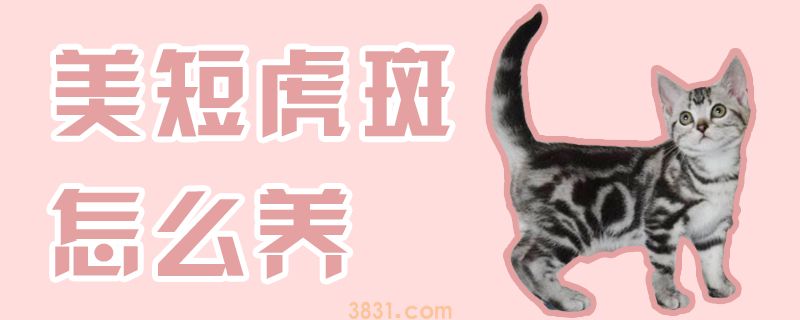 美短虎斑怎么养(图1)