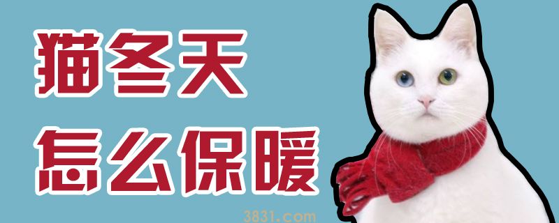 猫冬天怎么保暖(图1)