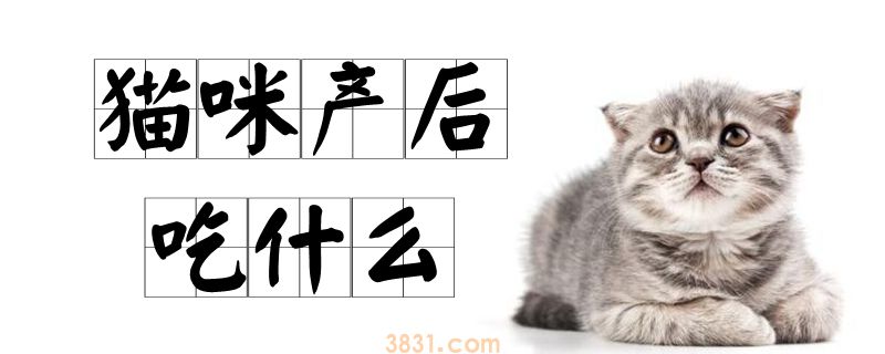 猫咪产后吃什么(图1)