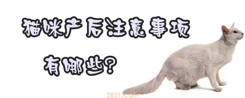 猫咪产后注意事项有哪些(图1)