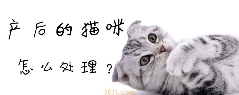 产后的猫咪怎么处理(图1)
