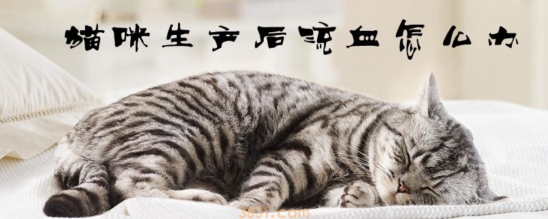 猫咪生产后流血怎么办(图1)