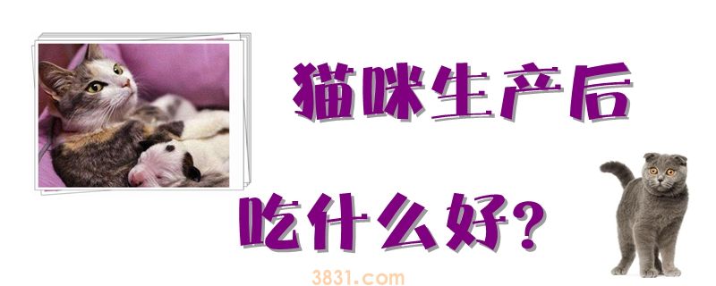 猫咪生产后吃什么好(图1)
