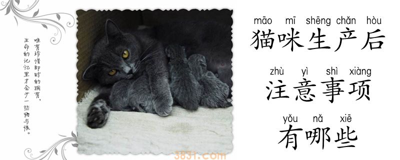 猫咪生产后注意事项有哪些(图1)