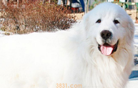 大白熊犬的优点和缺点 你喜欢它吗(图1)
