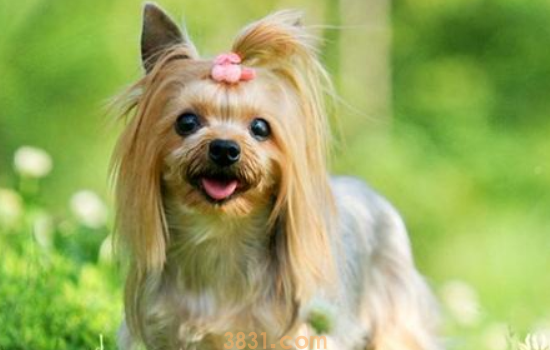 狗狗量体温的方法 家有爱犬须知事项(图1)