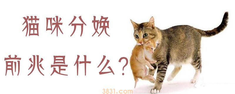 猫咪分娩前兆是什么(图1)