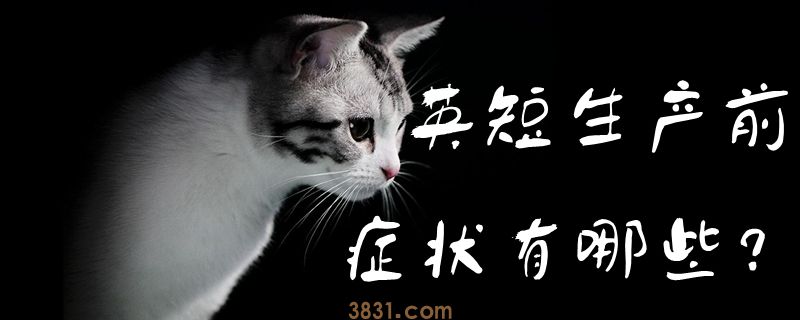 英短生产前的症状有哪些(图1)