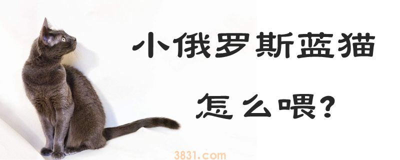 小俄罗斯蓝猫怎么喂(图1)