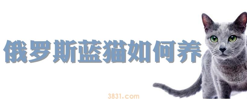 俄罗斯蓝猫如何养(图1)