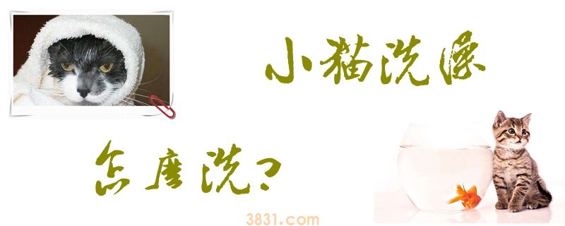小猫洗澡怎么洗(图1)
