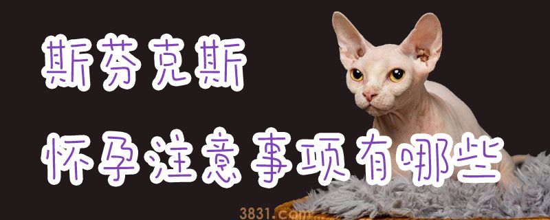 斯芬克斯怀孕注意事项有哪些(图1)
