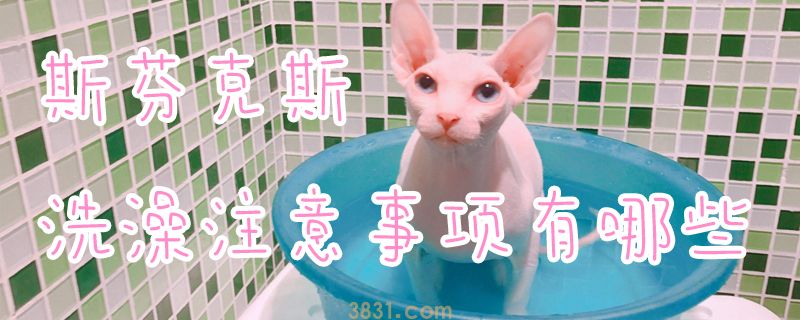 斯芬克斯洗澡注意事项有哪些(图1)