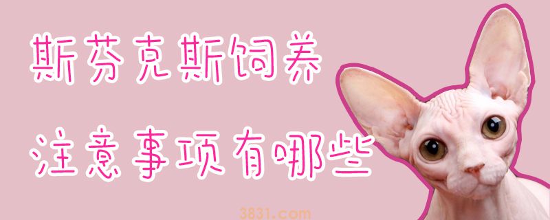 斯芬克斯饲养注意事项有哪些(图1)