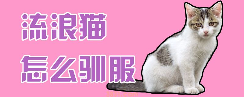 流浪猫怎么驯服(图1)