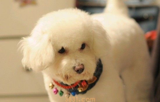 狗狗死之前的表现 这些症状说明狗狗要离开你了(图1)