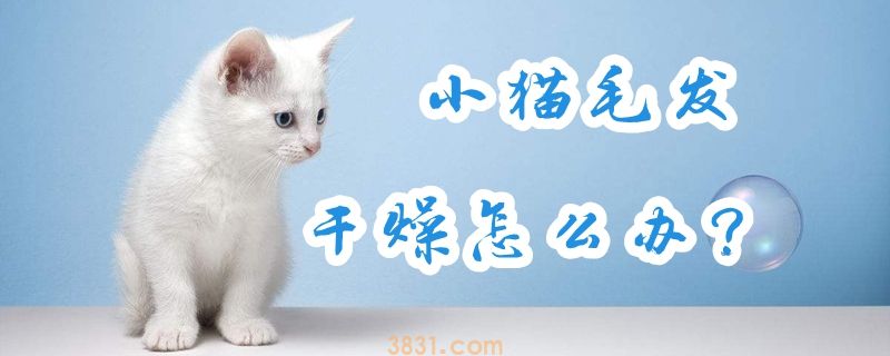小猫毛发干燥怎么办(图1)