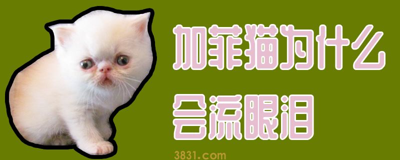 加菲猫为什么会流眼泪(图1)