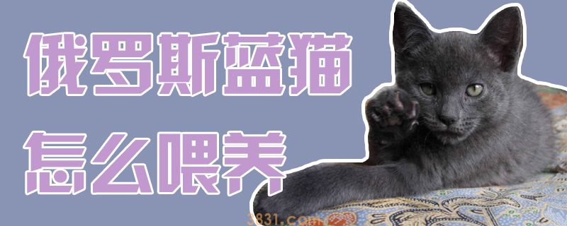 俄罗斯蓝猫怎么喂养(图1)
