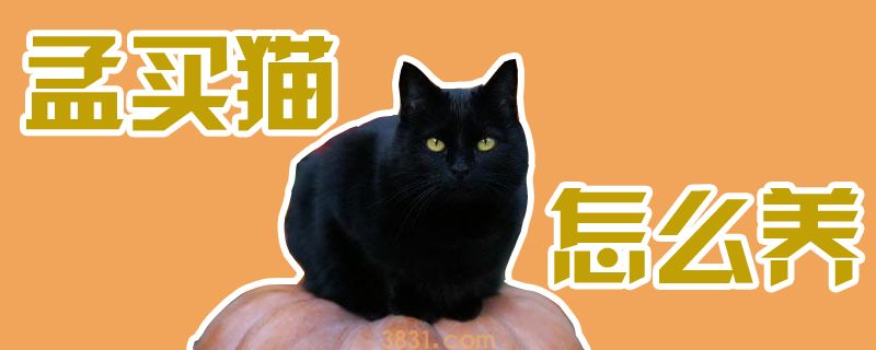 孟买猫怎么养(图1)