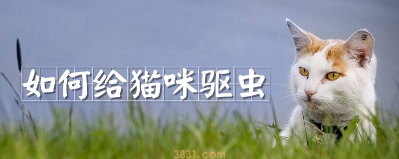 如何给猫咪驱虫(图1)