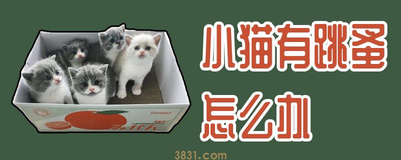 小猫有跳蚤怎么办(图1)