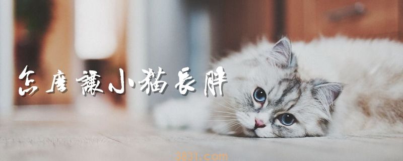 怎么让小猫长胖(图1)