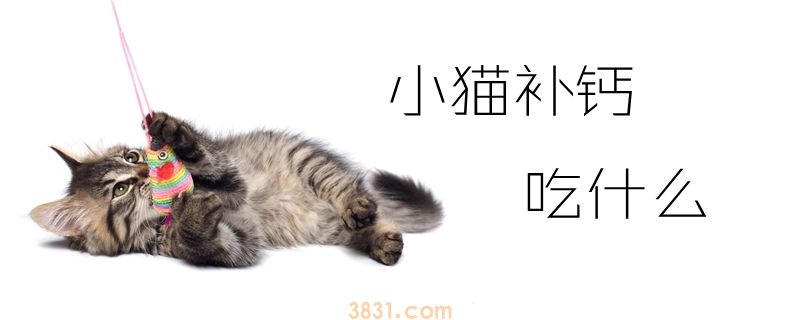 小猫补钙吃什么(图1)