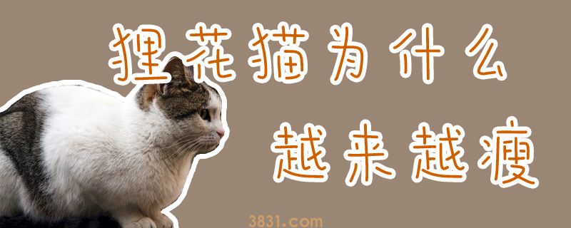 狸花猫为什么越来越瘦(图1)