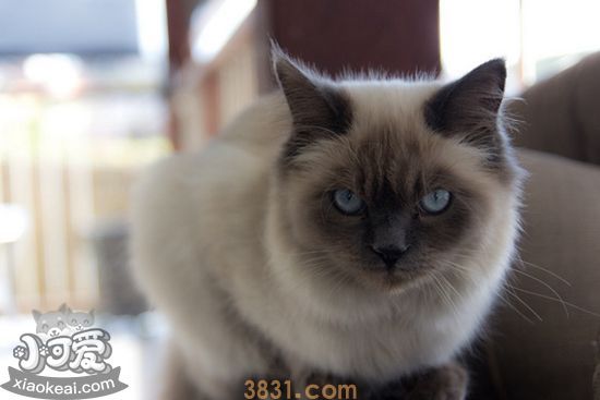 伯曼猫毛发怎么护理 伯曼猫毛发护理技巧(图1)