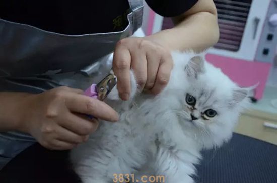 怎么给宠物猫咪修剪指甲 宠物猫咪指甲修剪步骤(图1)
