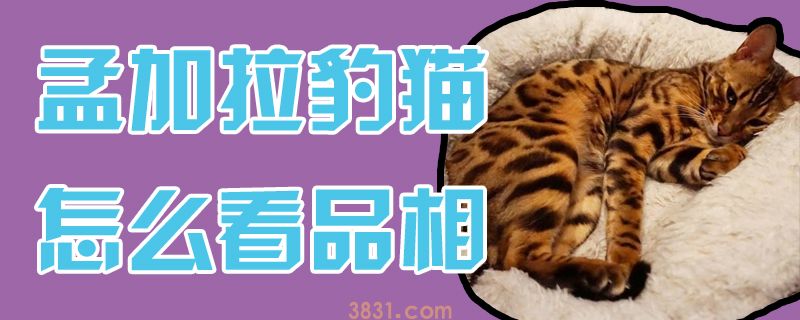 孟加拉豹猫怎么看品相(图1)