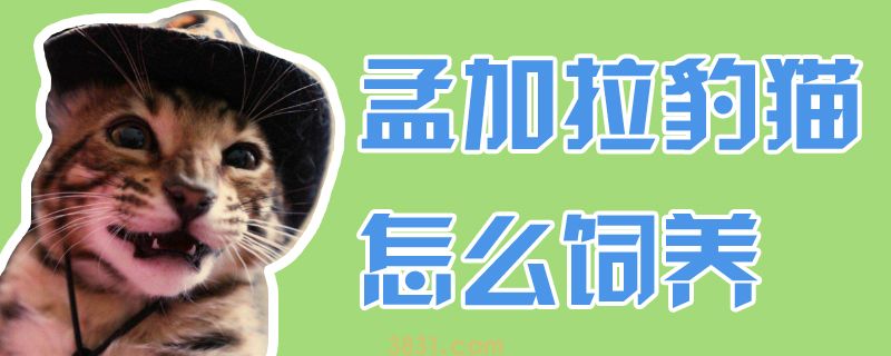 孟加拉豹猫怎么饲养(图1)