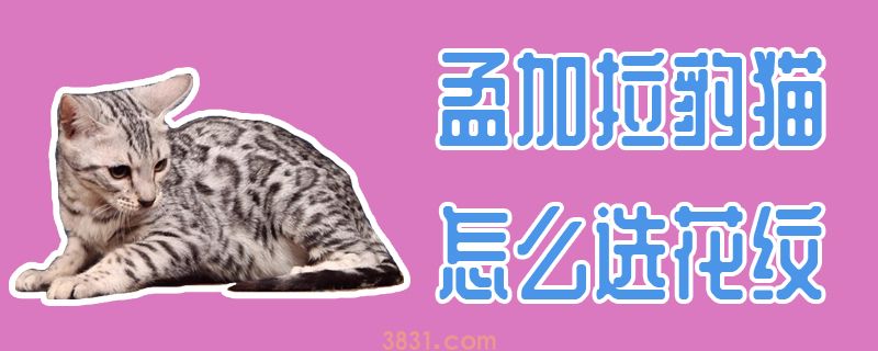 孟加拉豹猫怎么选花纹(图1)