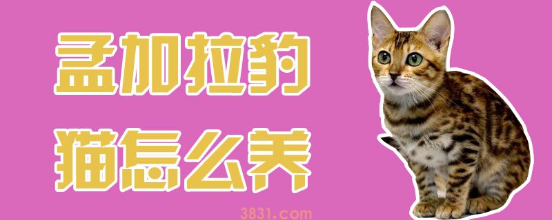孟加拉豹猫怎么养(图1)
