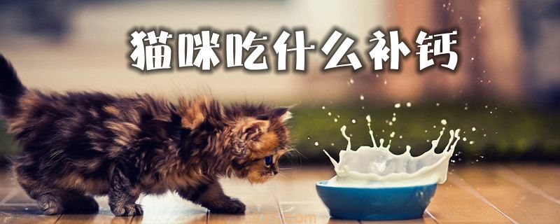 猫咪吃什么补钙(图1)