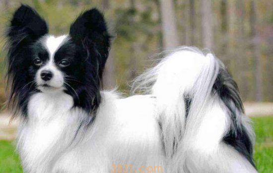 养蝴蝶犬有什么好处 蝴蝶犬的好处可不止在于外表优秀颜值(图1)