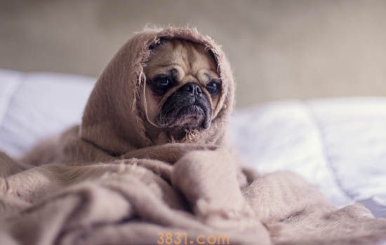 狂犬病的症状有哪些 教你认识狂犬病(图4)