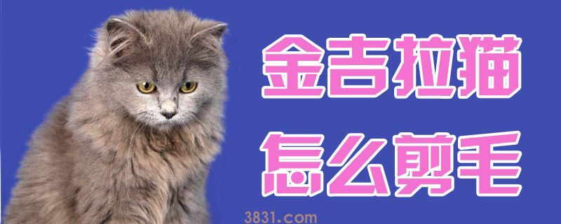 金吉拉猫怎么剪毛(图1)