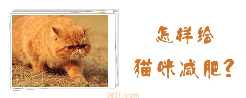 怎样给猫咪减肥(图1)