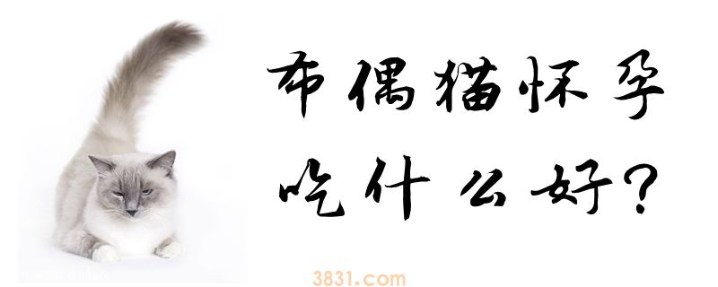 布偶猫怀孕吃什么好(图1)