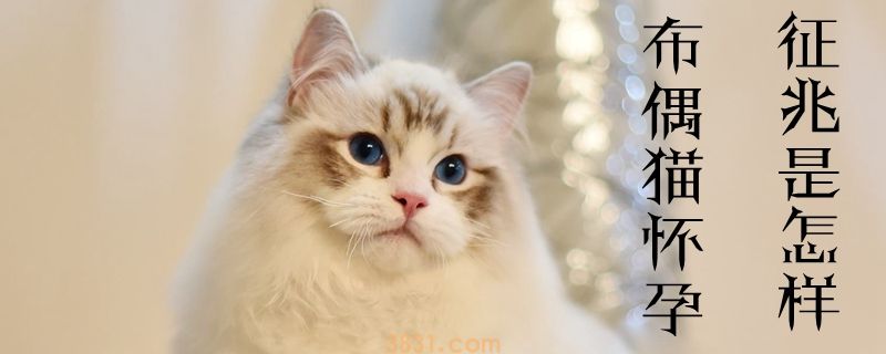 布偶猫怀孕的征兆是怎样(图1)