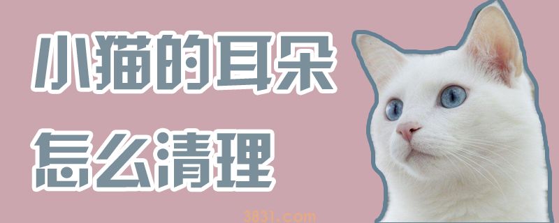 小猫的耳朵怎么清理(图1)