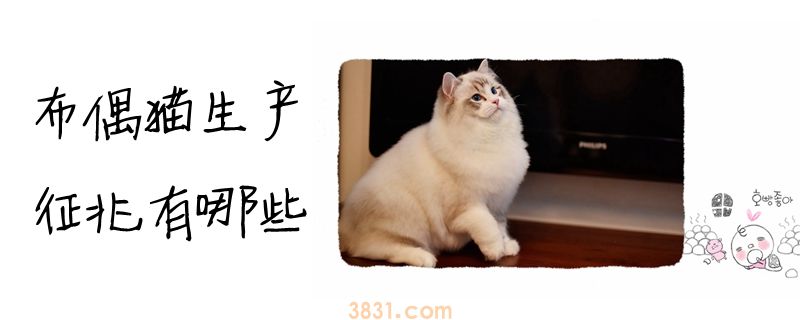 布偶猫生产征兆有哪些(图1)