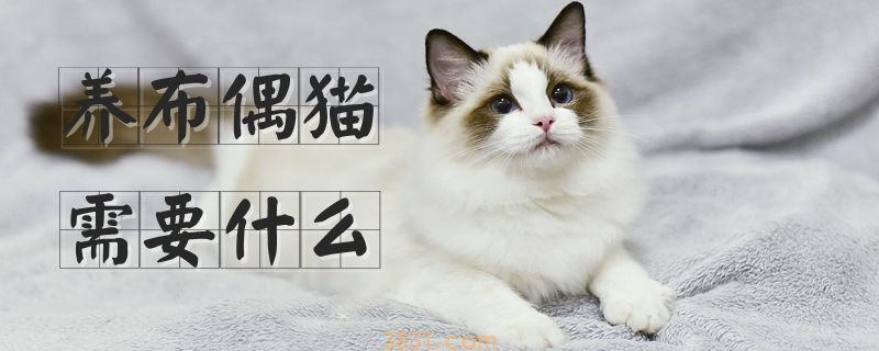 养布偶猫需要什么(图1)