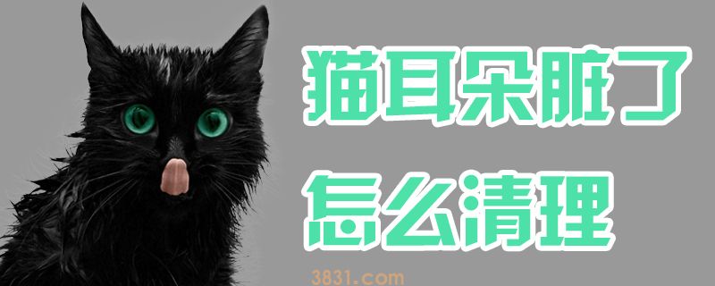 猫耳朵脏了怎么清理(图1)