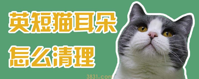 英短猫耳朵怎么清理(图1)