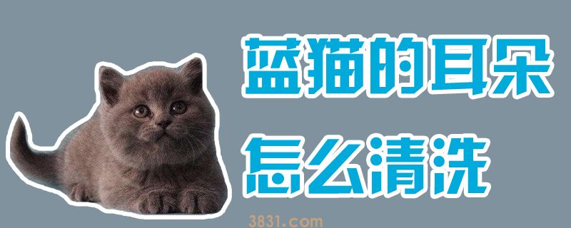 蓝猫的耳朵怎么清洗(图1)