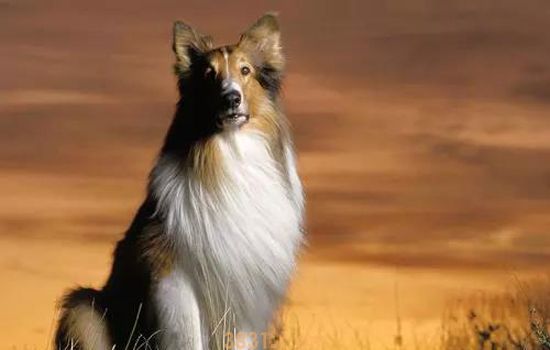 牧羊犬有几种 庞大的高智商牧羊家族族谱(图1)